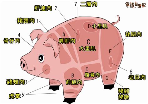 豬鼻筋|豬「最肥部位」不是五花肉而是「它」？腰內肉最軟嫩。